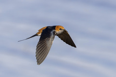 Cecropis abyssinica