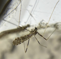 Erioptera