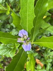 Acanthus ilicifolius