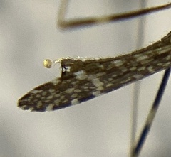 Erioptera
