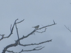 Phylloscopus collybita