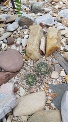 Mammillaria zephyranthoides