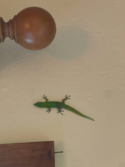Phelsuma laticauda laticauda