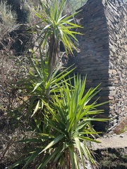 Yucca gigantea