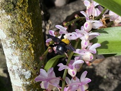 Xylocopa aestuans