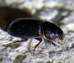 Ataenius
