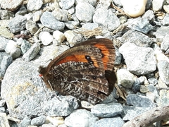 Erebia montanus