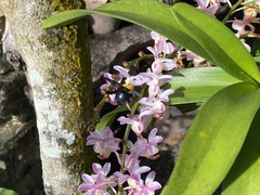 Xylocopa aestuans