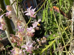 Xylocopa aestuans
