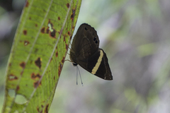 Abisara fylla