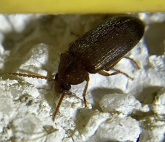 Hymenorus