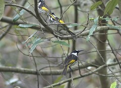 Phylidonyris niger