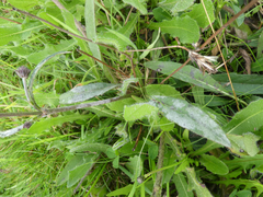 Erysiphe knautiae