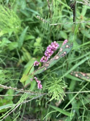 Persicaria longiseta