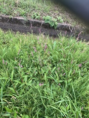 Persicaria longiseta