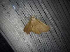 Plesiomorpha punctilinearia