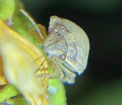 Sphyrocoris obliquus