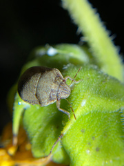 Sphyrocoris obliquus