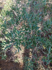 Phillyrea angustifolia