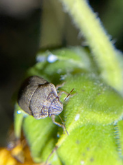 Sphyrocoris obliquus