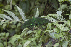 Papilio paris
