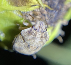 Sphyrocoris obliquus