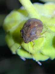 Sphyrocoris obliquus