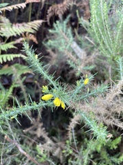 Ulex