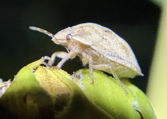 Sphyrocoris obliquus