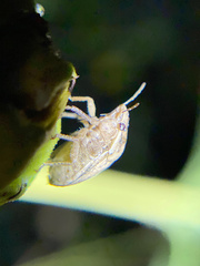 Sphyrocoris obliquus