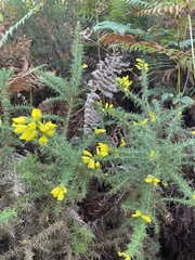 Ulex