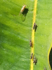 Hemiptera