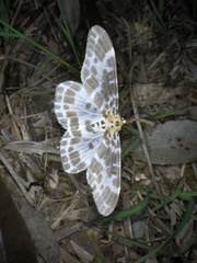 Pogonopygia nigralbata