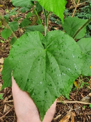 Abutilon grandifolium