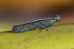 Gelechiidae