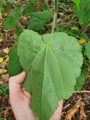 Abutilon grandifolium
