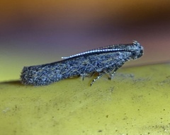 Gelechiidae