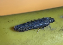 Gelechiidae