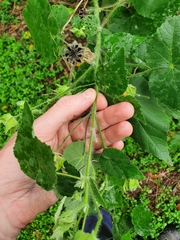 Abutilon grandifolium