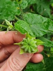 Abutilon grandifolium