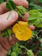 Abutilon grandifolium