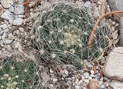 Mammillaria zephyranthoides
