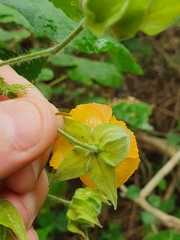 Abutilon grandifolium