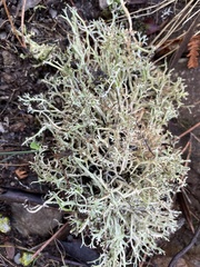Cladonia rangiformis