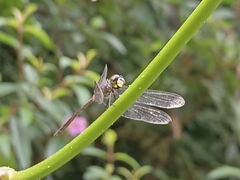 Agrionoptera insignis