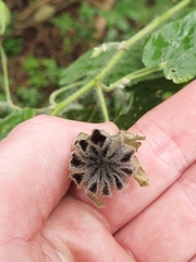 Abutilon grandifolium