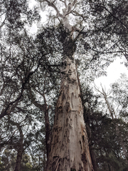 Eucalyptus viminalis