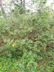 Abutilon grandifolium