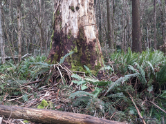 Eucalyptus viminalis