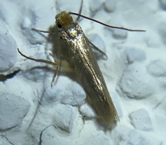 Tineola bisselliella